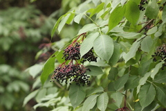 Sambucus nigra
