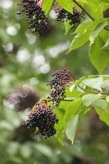 Sambucus nigra
