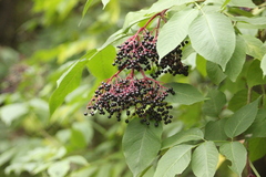 Sambucus nigra