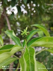 Morinda elliptica