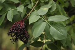 Sambucus nigra