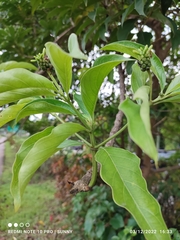 Morinda elliptica