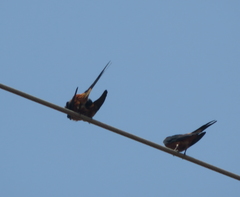 Cecropis senegalensis