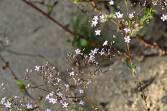 Gypsophila pacifica