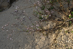 Gypsophila pacifica