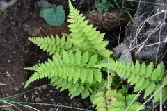 Athyriaceae
