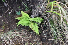 Athyriaceae