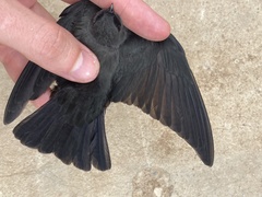 Psalidoprocne nitens