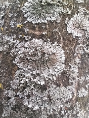 Phaeophyscia orbicularis