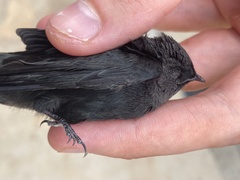 Psalidoprocne nitens