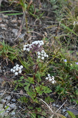 Kitagawia terebinthacea