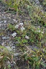 Kitagawia terebinthacea