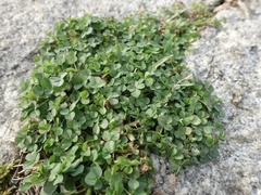Trifolium occidentale