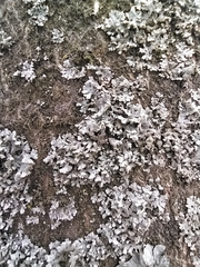 Phaeophyscia orbicularis