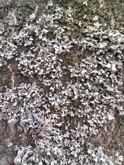 Phaeophyscia orbicularis