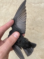 Psalidoprocne nitens