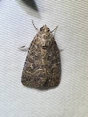 Hypoperigea tonsa