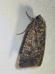 Hypoperigea tonsa