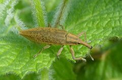 Lixus iridis