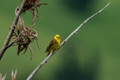 Emberiza citrinella caliginosa