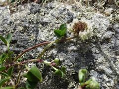 Trifolium occidentale