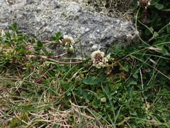 Trifolium occidentale