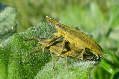 Lixus iridis