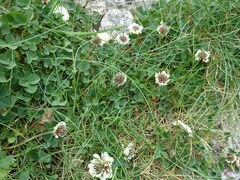 Trifolium occidentale