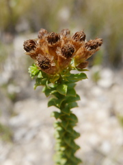 Oedera squarrosa