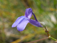 Lobelia linearis