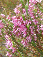 Erica albens longiflora