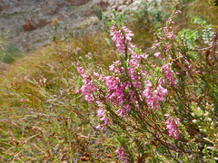 Erica albens longiflora