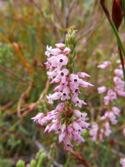 Erica albens longiflora