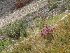 Erica albens longiflora