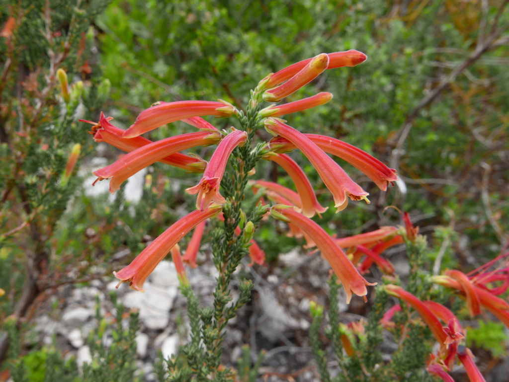 Erica wendlandiana