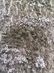 Melanelixia subaurifera