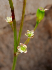 Centella macrocarpa