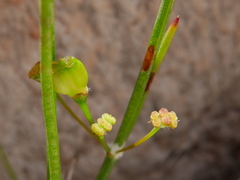 Centella macrocarpa