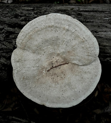 Trametes elegans