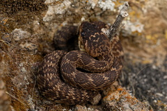 Crotalus molossus nigrescens