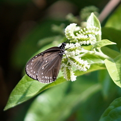 Euploea tulliolus koxinga