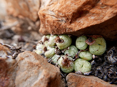 Conophytum