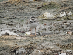 Charadrius placidus