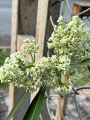 Alstonia scholaris