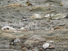 Charadrius placidus