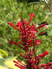 Odontonema