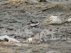 Charadrius placidus