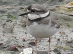 Charadrius placidus