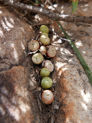 Conophytum truncatum