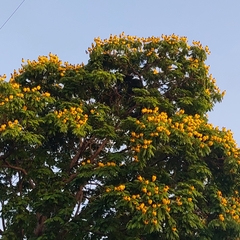 Cenostigma pluviosum